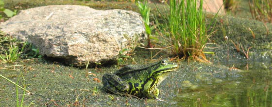 Frosch am Teich Frosch am Teich
