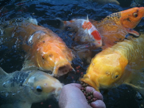 Koi Koi